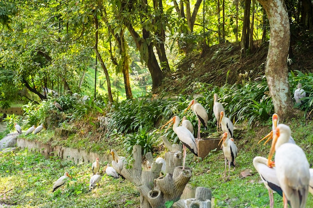 Eine Herde Milchstörche sitzt auf einer grünen Wiese in einem Park