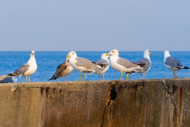 Eine Herde Möwen auf dem Betonwellenbrecher.