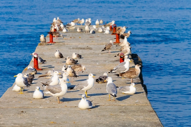 Eine Herde Möwen auf dem Betonwellenbrecher.