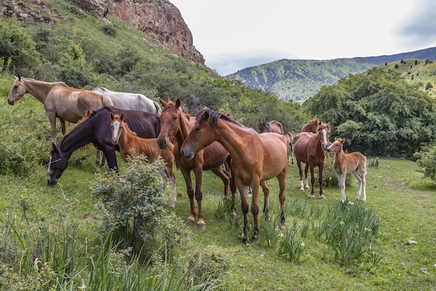 Eine Herde Pferde weidet im Hochland