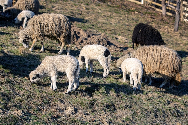 Eine Herde Schafe weidet auf einem Feld.