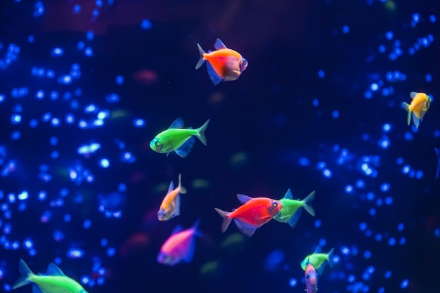 Foto eine herde schöner neon leuchtender fische in einem dunklen aquarium mit neonlicht glofish tetra verschwommener hintergrund selektiver fokus unterwasserleben