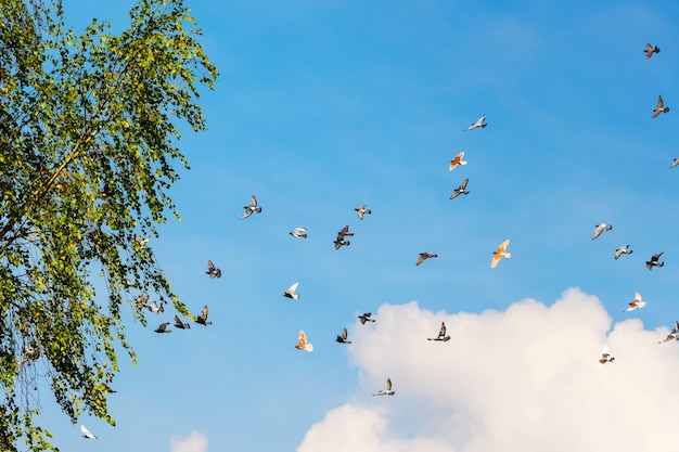 Eine Herde Tauben fliegt hoch in den blauen Himmel