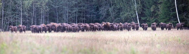 Eine Herde von Bisons wurde um das Kommando herum aufgebaut