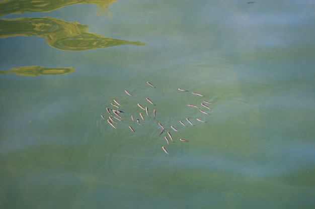 Eine Herde von Fischen im flachen Wasser im Meer