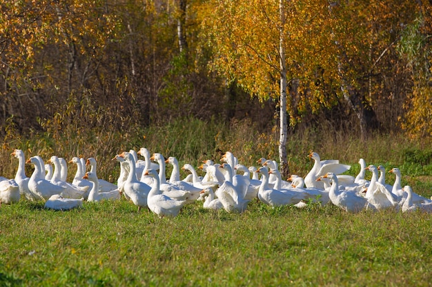 Eine Herde von heimischen weißen Gänsen auf einem Rasen mit Bäumen Herbstmorgen