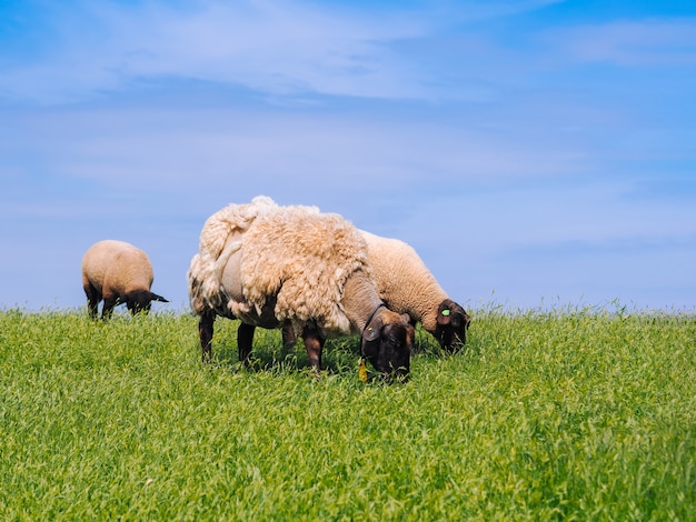 Eine Herde von niedlichen kleinen Lämmern und Schafen auf frischer grüner Wiese im niederländischen Deich.