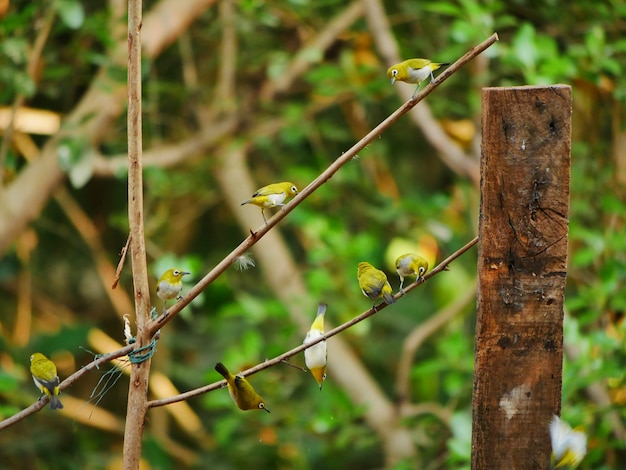 Eine Herde von Oriental White-Eye Barsch auf Ast