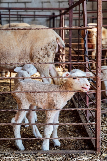Eine Herde von Schafen, Lämmern und Widdern auf einem Bauernhof beim Füttern