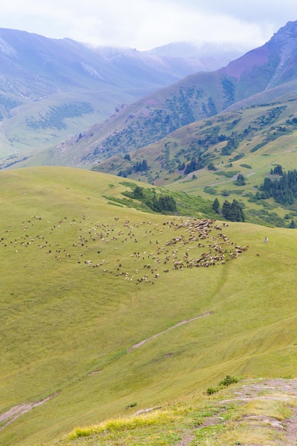 Eine Herde von Schafen weidet hoch in den Bergen Landwirtschaft Weide in den Bergen Jailoo Kirgisistan