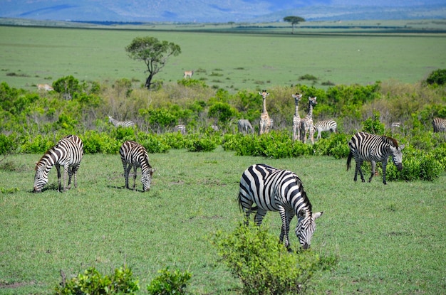 Eine Herde von Zebras und Giraffen in der Savanne Masai Mara Kenia Afrika