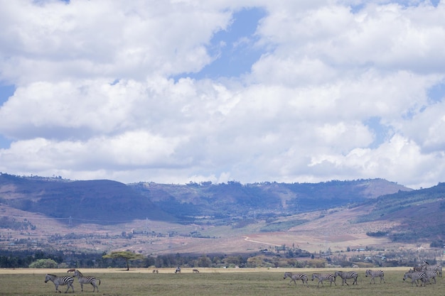 eine Herde von Zebras weidet in einem Feld mit einem Berg im Hintergrund