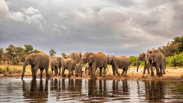 Eine Herde wilder Elefanten trinkt Wasser aus einem See in der afrikanischen Savanne.