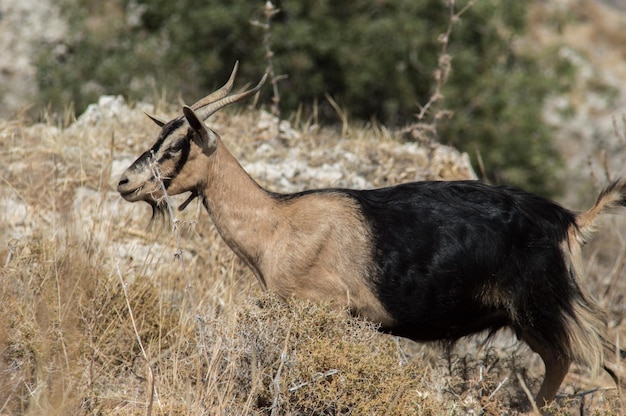 eine Herde wilder Tiere in den Bergen