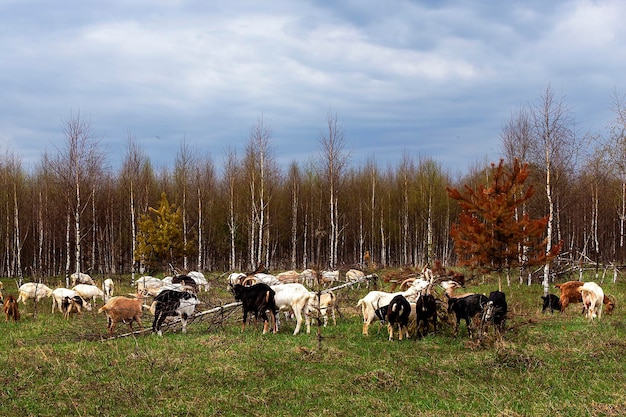 Eine Herde Ziegen taucht auf dem Feld auf