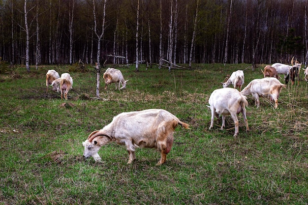 Eine Herde Ziegen taucht auf dem Feld auf