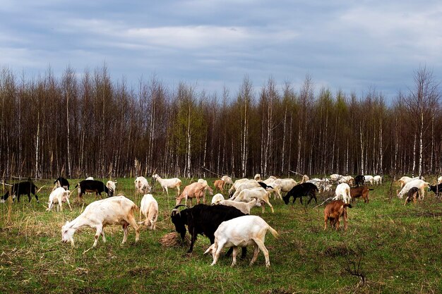 Eine Herde Ziegen taucht auf dem Feld auf