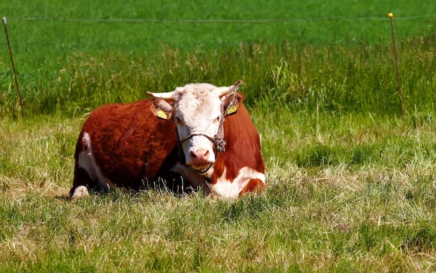 Eine Hereford-Kuh, die allein auf der Weide sitzt Porträt eines haarigen Tieres, das gegen grünes Gras auf abgelegenem Ackerland und landwirtschaftlichem Anwesen isoliert ist Aufzucht von lebenden Rindern, die mit Gras gefüttert werden