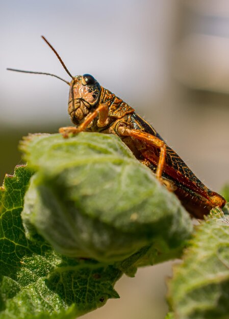 Eine Heuschrecke sitzt auf einem Blatt in der Sonne