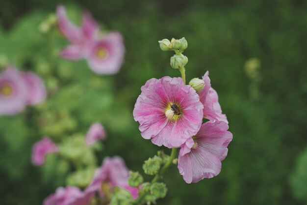 Eine Hibiskusblüte im Sommergarten 6276