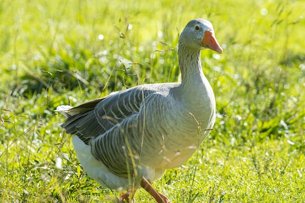 Eine Hochlandgans geht auf dem grünen Gras im Reservat spazieren