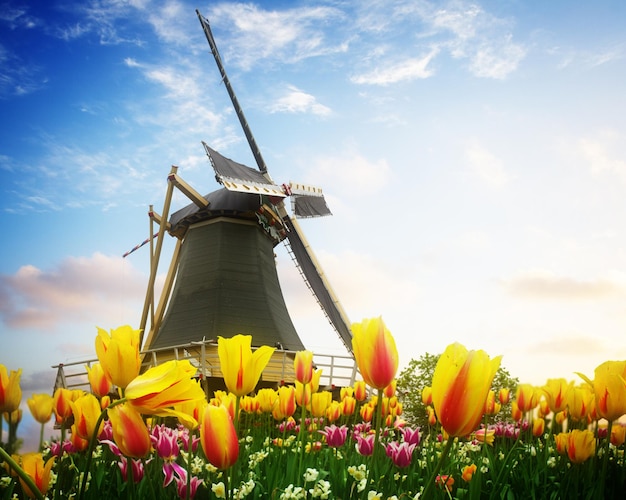 Eine holländische Windmühle über Tulpenblumenfeld am sonnigen Tag Niederlande retro getönt