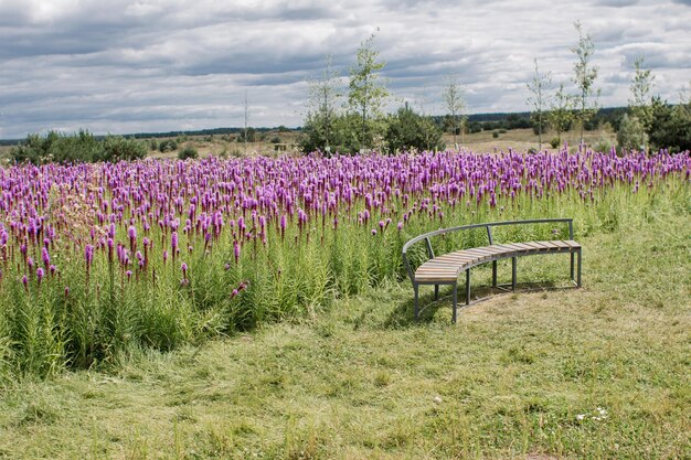 Eine Holzbank in einem Feld mit lila Blumen