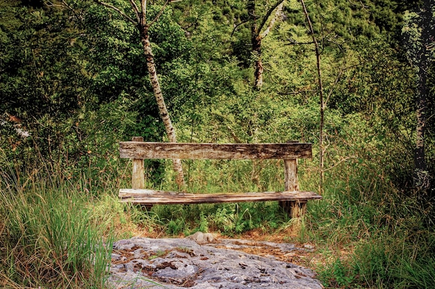 Eine Holzbank sitzt in einem Wald, durch den ein Bach fließt.