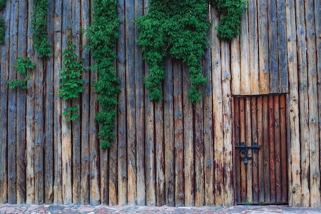 Eine Holzwand mit einer Tür, auf der Weinreben wachsen.