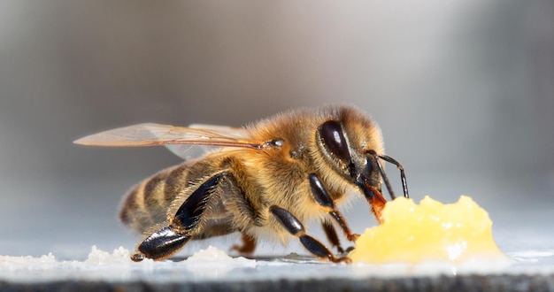 Eine Honigbiene frisst Honig Closeup Makro