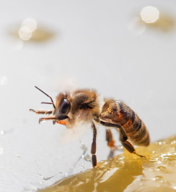 Eine Honigbiene frisst Honig Closeup Makro