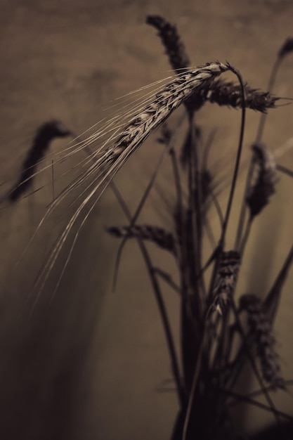 Eine Ähre Nahaufnahme in Sepia-Farben. Ukrainisches Getreide. Reifes Getreide. Getreidekulturen. Weizenkörner