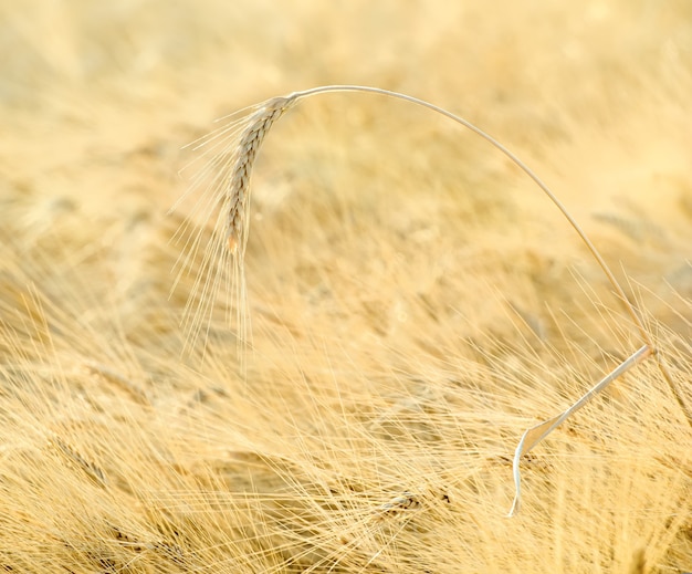 Eine Ähre über einem Feld hautnah, selektiver Fokus