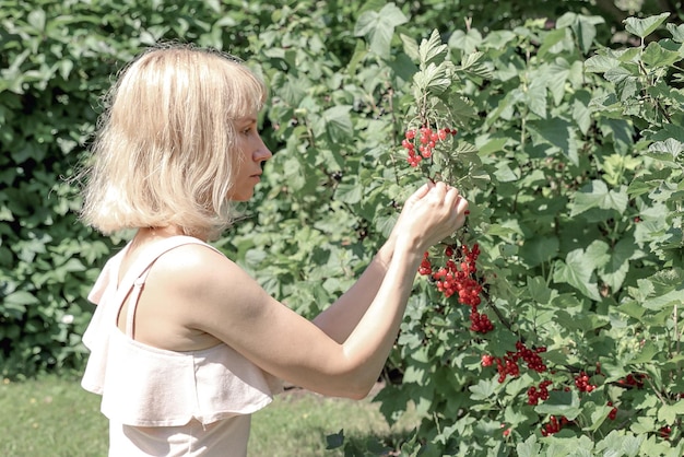 Eine hübsche Frau sammelt Beeren der roten Johannisbeere im Garten Gartenarbeit Landwirtschaftliches Konzept