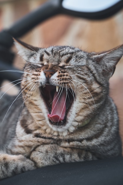 Foto eine hübsche katze, die gähnt