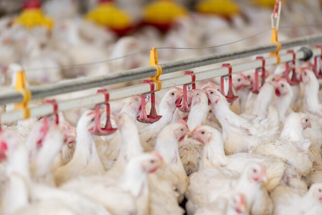 Eine Hühnerfarm wird von einer Maschine gefüttert, die von einer Gruppe Hühner gefüttert wird.