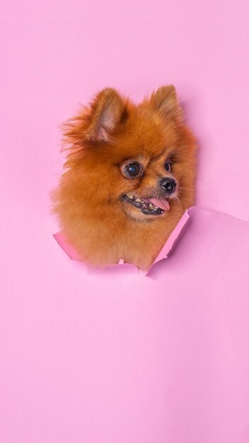 Eine Hündin aus Schokolade, kleiner Welpe, pom pommerscher Hund, Fotoshooting, Studio, Haustierfotografie mit Konzept, das rosafarbenen Papierkopf mit Ausdruck durchbricht
