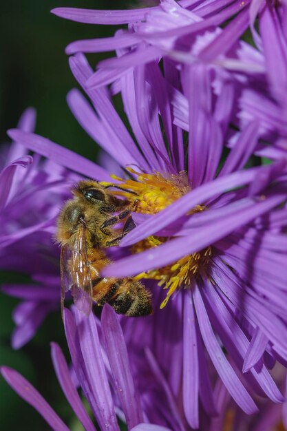 Eine Hummel auf einer Blume