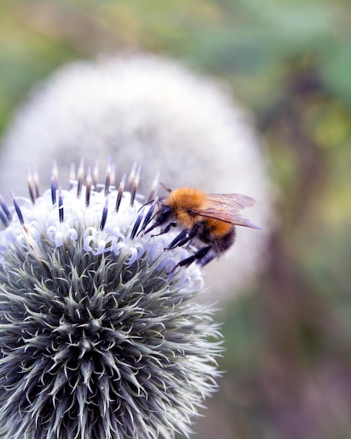 Eine Hummel extrahiert Nektar aus einer Eryngium-Blüte Insektenbestäuber von Pflanzen