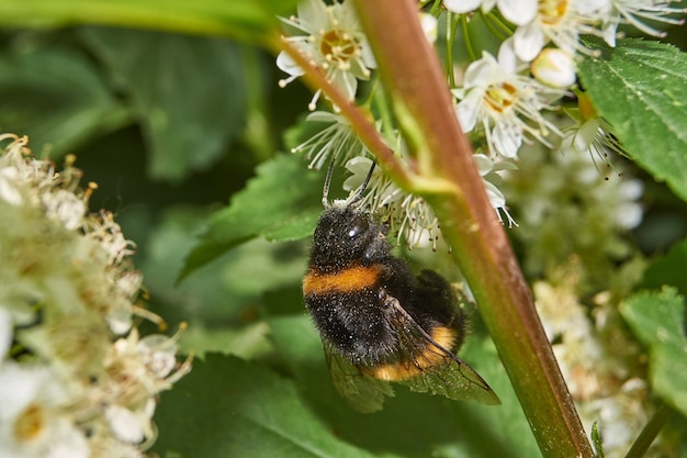 Eine Hummel sammelt Pollen und Nektar aus den Blüten eines Spirea-Busches.