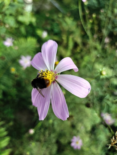 Eine Hummel sitzt auf einer rosa Blume und sammelt Nektar Seitenansicht unscharfer Hintergrund