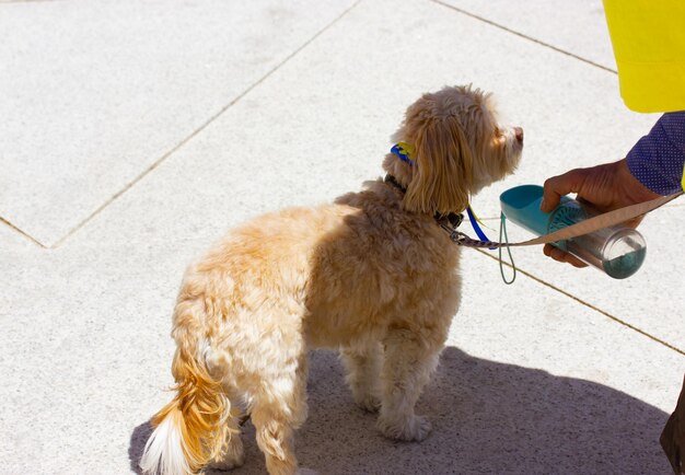 Foto eine hundebesitzerin gibt ihrem hund etwas zu trinken aus einer gießkanne, während sie mit ihrem hund draußen spazieren geht