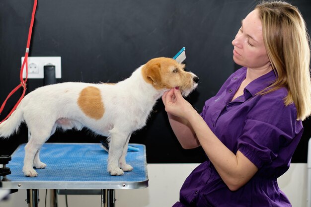 Eine Hundefriseurin mit einem Kamm in der Hand untersucht einen Jack Russell Terrier-Hund