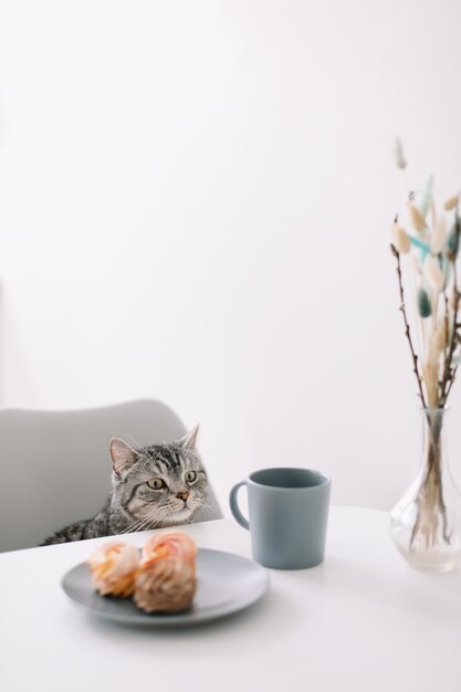 Eine hungrige Hauskatze sitzt an einem Tisch mit Frühstück