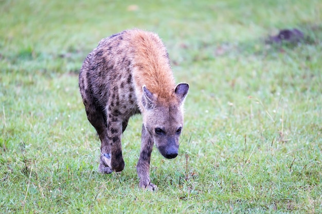 Eine Hyäne geht in der Savanne auf der Suche nach Nahrung