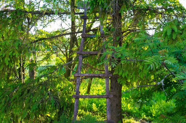 Eine improvisierte Holzleiter lehnt an einem Baum im Wald