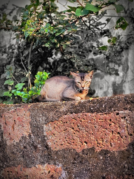 Foto eine indische katze sitzt an der wand