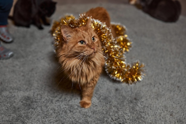 Eine Ingwer-Tabby-Katze liegt zu Hause auf einem Sofa