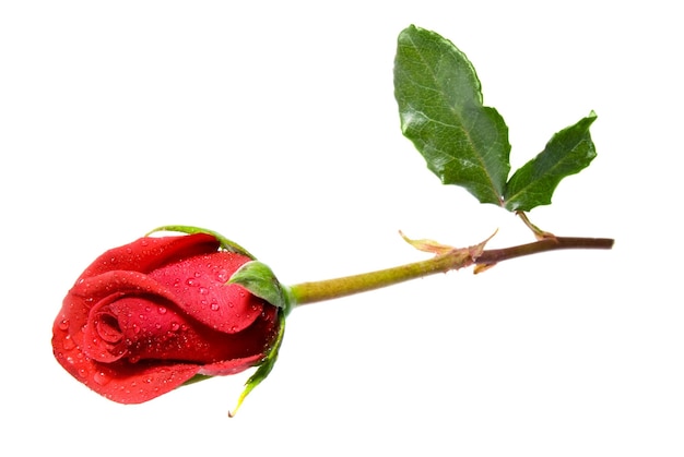 Foto eine isolierte, beschlagene rote rose auf weißem hintergrund