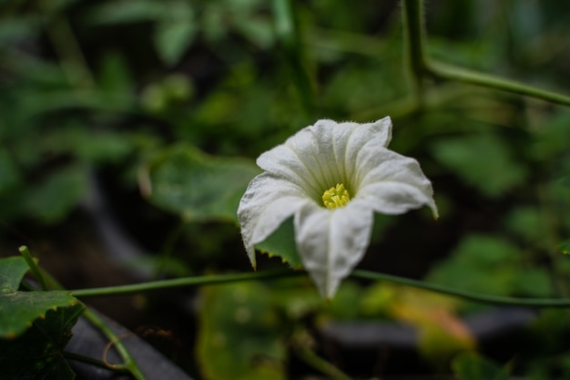 Eine Ivy Gourd-Blume. Weiße Blume Ivy Gourds blüht in der Natur in der Regenzeit